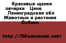 Красивые щенки овчарки › Цена ­ 2 000 - Ленинградская обл. Животные и растения » Собаки   